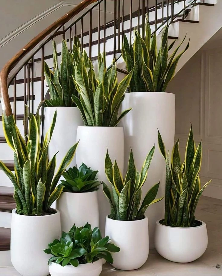 Indoor Plants